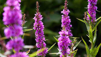 Pink Loosestrife.jpg